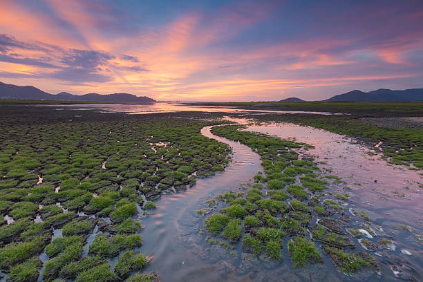 istock Cracked ground with small green grass and little water flow 487330552