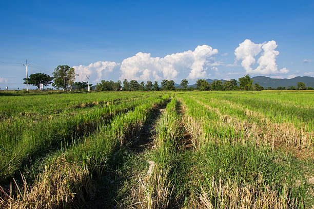 istock green rice field after harvest 487330793