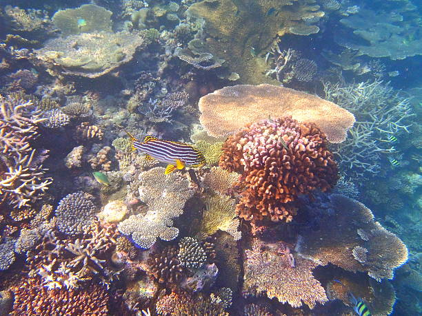 Coral garden stock photo
