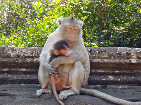 Mother monkey holder her baby