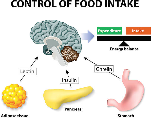 ilustraciones, imágenes clip art, dibujos animados e iconos de stock de la leptina - intake