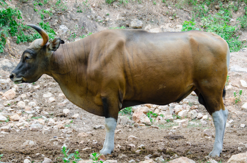 female banteng standing alone in nature
