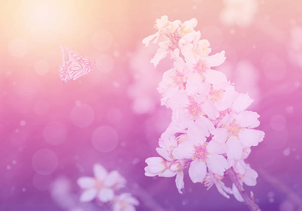 istock Dreamy photo of cherry flower 487331721