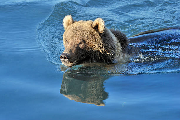 istock Grizzly bear playing swimming in water with reflection. 487332435