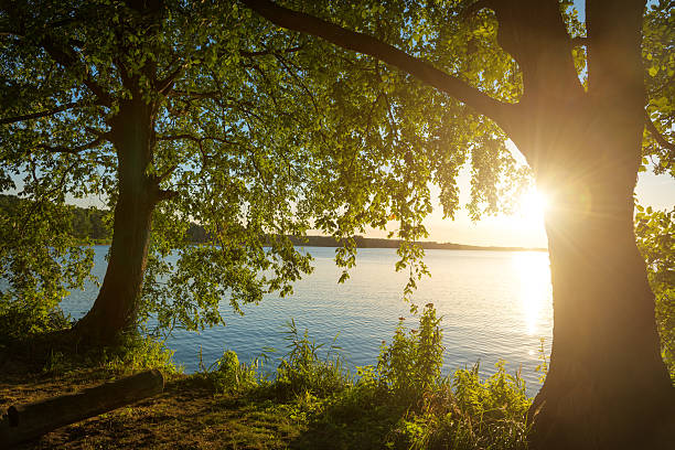 istock sunset at a lake with old trees 487335800
