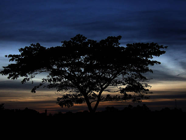 Silhouette of a big tree against sunset