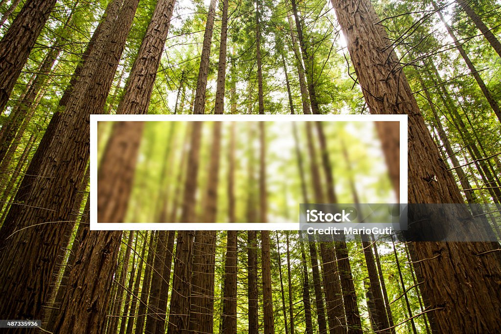 Text Frame Forest Forest With Space For Text Stock Photo - Download Image Now - Redwood ...