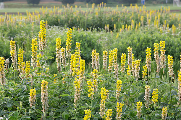 istock Yellow Lupine Flowers 487335984