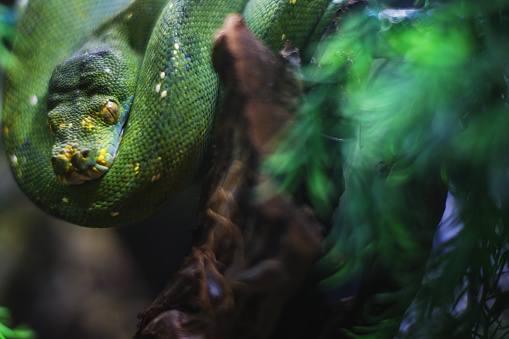 Close-up portrait of green tree python, selective focus, shallow depth of field.