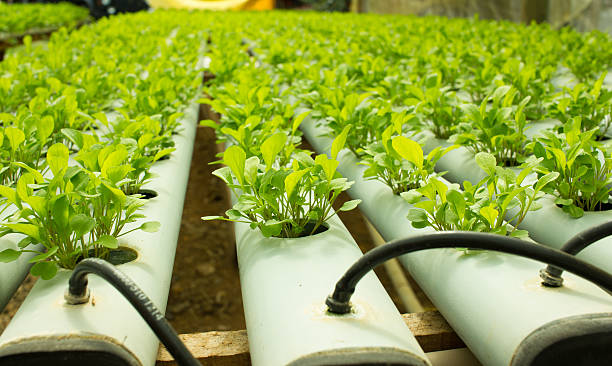 istock Arugula Plants growing in Hydroponic culture 487336554