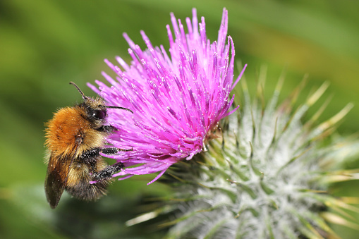 Macro of a honey bee on a purple Scottish thistle