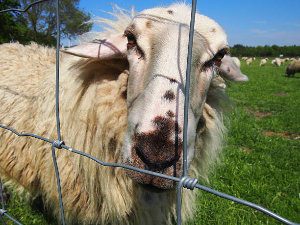 istock sheep farm looking nature outdoor 487342996