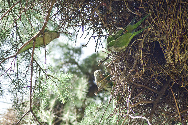 In a stick nest