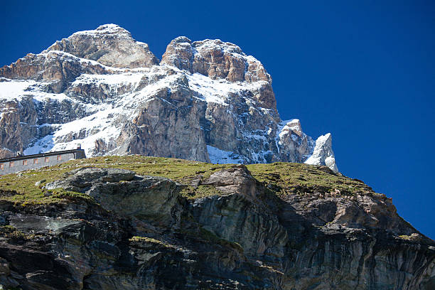 South face of Matterhorn peak, Rifugio Abruzzi and a herb of ibexes, Breuil-Cervinia, Italy
