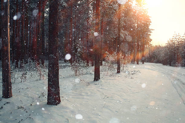 istock landscape snow trees dense forest in winter 487348956
