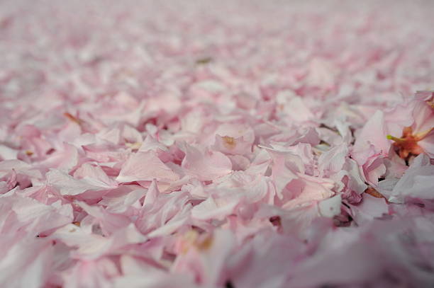gound pétalas de sakura em - sensibility imagens e fotografias de stock