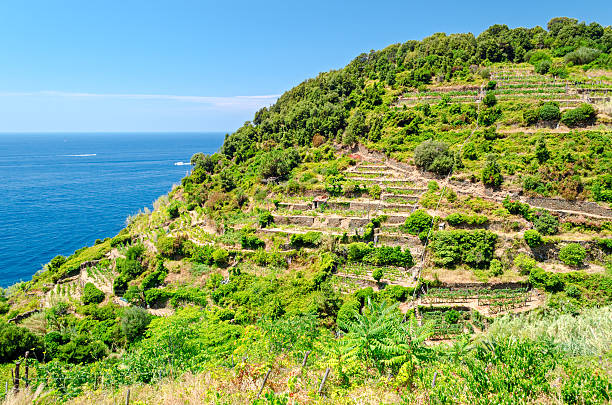 istock Cinque Terre (Liguria, Italy), green terraces 487351320