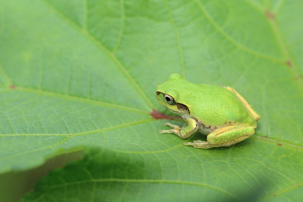 istock Japanese tree frog on the leaf of okra 487351768
