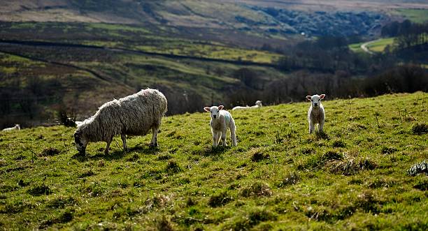 istock New Family 487354194