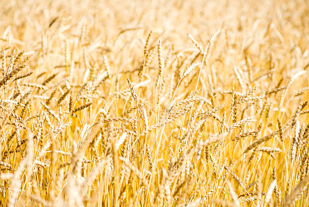 istock Golden Wheat Field Close Up 487355500