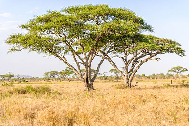 istock Acacia tree in open African savannah 487355520
