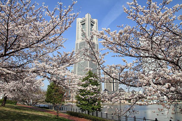 Yokohama Landmark Tower and the cherry blossoms in Japan Yokohama Landmark Tower and the cherry blossoms in Japan mm21 stock pictures, royalty-free photos & images