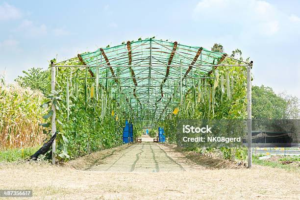 Greenhouse Stock Photo - Download Image Now - Agriculture, Backgrounds, Dieting