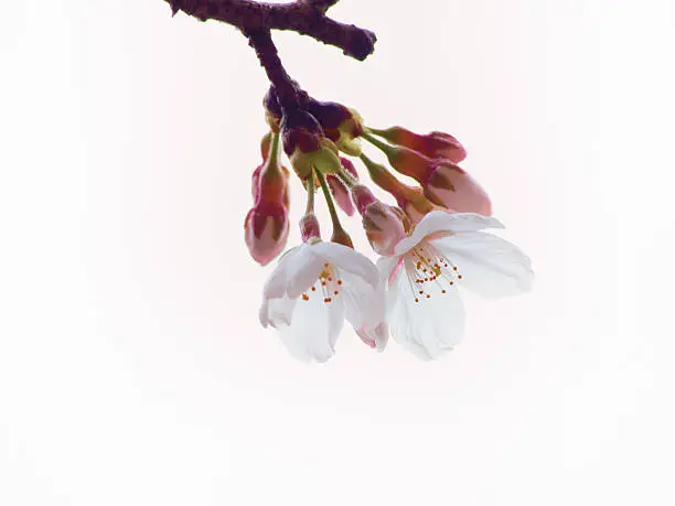 Photo of Yoshino cherry tree flowers and buds in the sky background