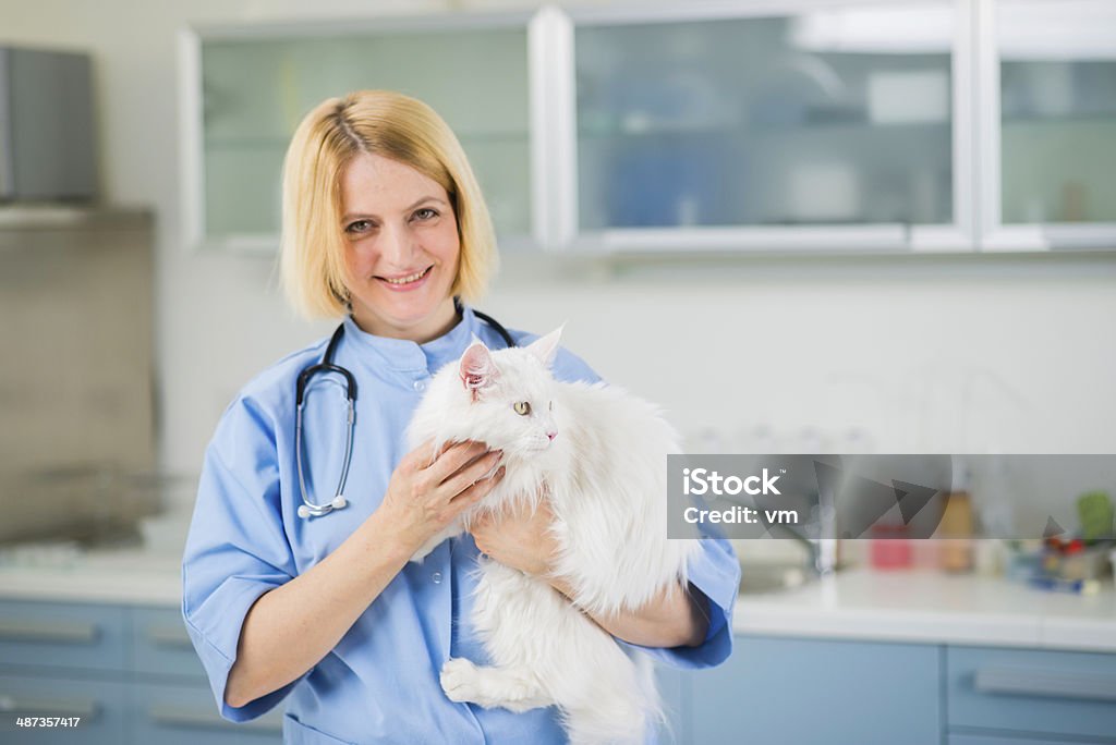 Médecin vétérinaire avec Le Chat - Photo de Chat Maine Coon libre de droits