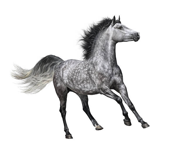 istock Dapple-grey horse in motion on white background 487357784