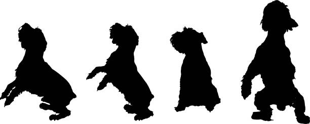 Vector silhouette of a dog. Vector silhouette of a dog on a white background. schnauzer stock illustrations