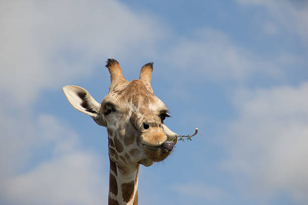 istock Giraffe sticking out tongue 487358204