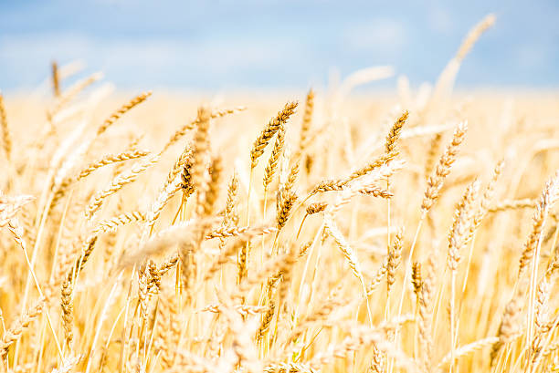 istock Wheat Field with Blue Sky and White Clouds 487358228