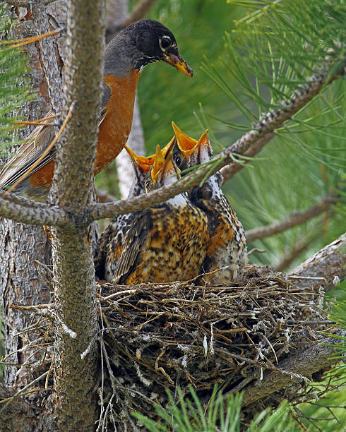 istock American Robin At Nest With Young 487358398
