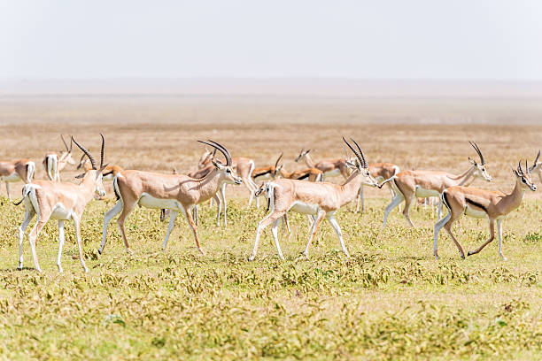 istock Impala antelope in Africa 487358618