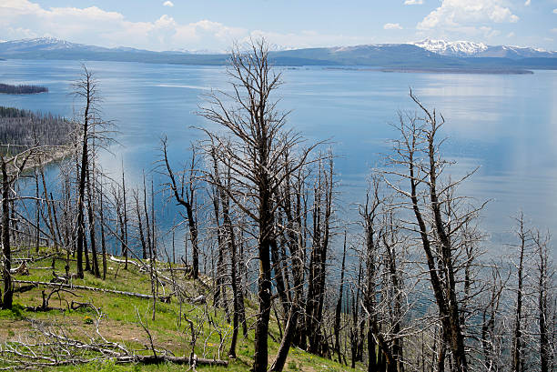 istock Ghost trees surrounding lake Yellowstone. 487358856