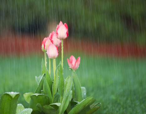Photo of blooming pink tulips in spring time heavy rain with green grass and reddish bark in background