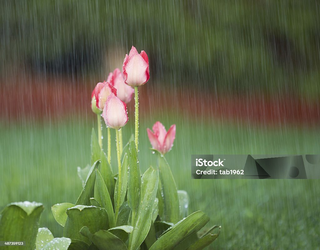 Blooming Flowers in Springtime Rain Photo of blooming pink tulips in spring time heavy rain with green grass and reddish bark in background Rain Stock Photo