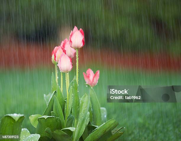 Blooming Flowers In Springtime Rain Stock Photo - Download Image Now - Rain, Springtime, Yard - Grounds