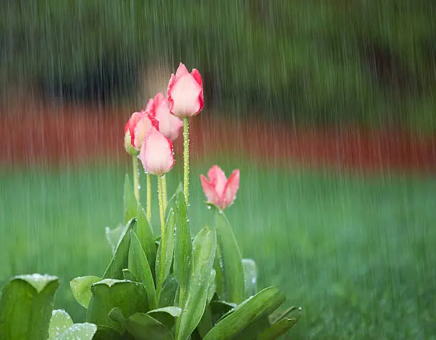 Photo of Blooming Flowers in Springtime Rain
