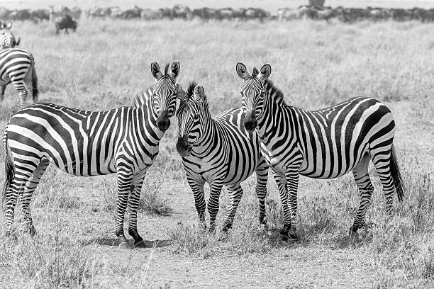 istock Zebras in Serengeti National Park 487359300