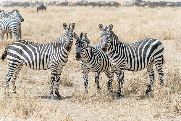 istock Zebras in Serengeti National Park 487359306