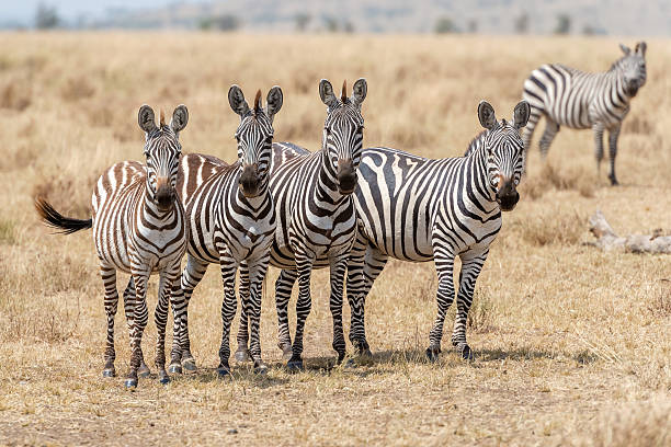 istock Zebras in Serengeti National Park 487359322