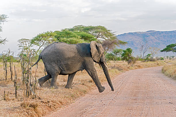 istock African Elephant in Serengeti National Park 487359324