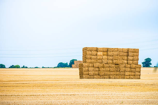 istock Large Pile of Hay Bales 487359374