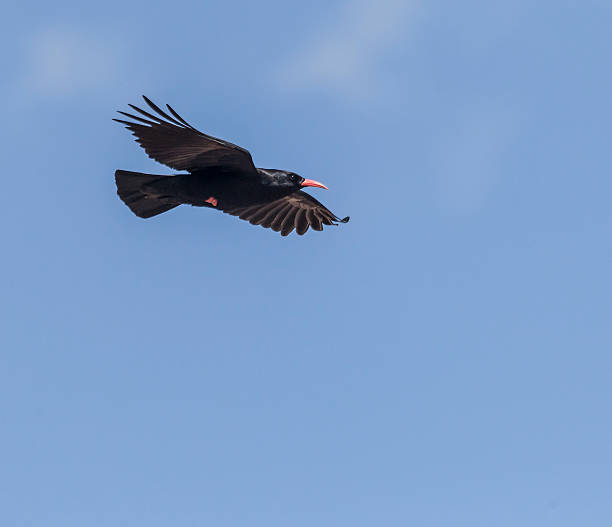 istock Red-billed Chough, Pyrrhocorax pyrrhocorax, in flight 487359535