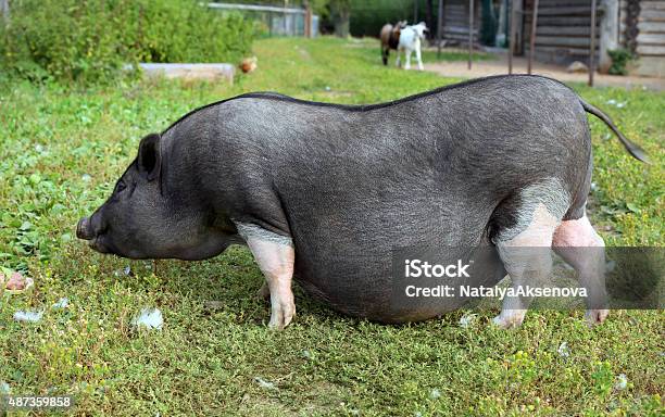 Black And White Pregnant Pig On Free Range Farm Pregnant Stock Photo - Download Image Now