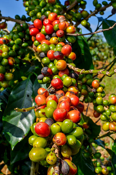 istock Arabica coffee berries on its branch tree at plantation 487360437