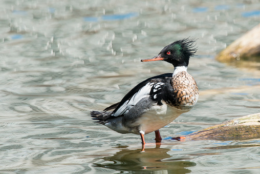 Red-breasted Merganser standing in water