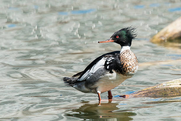 Punk Red-breasted Merganser standing in water drake male duck photos stock pictures, royalty-free photos & images